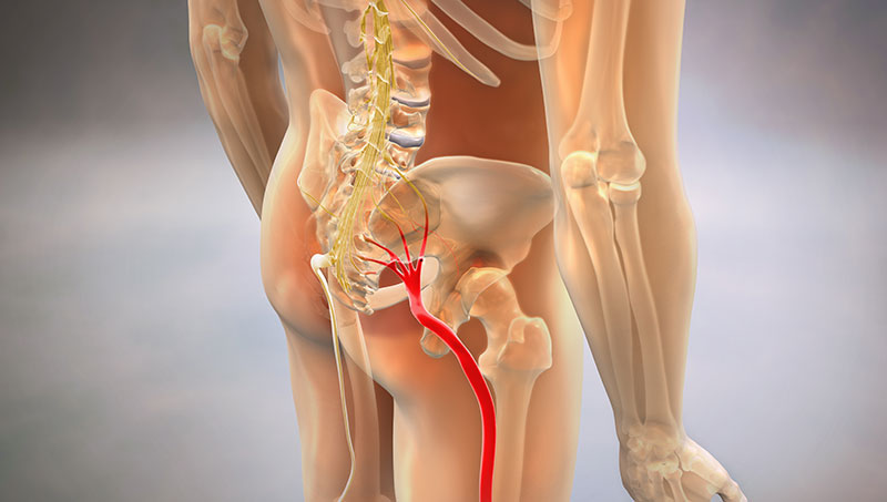 Sciatic nerve